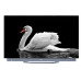 TV HAIER H65C900UX( 65" - 165 cm - OLED UHD 4K - Smart TV Google TV )
